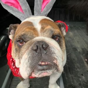 Meet your Posher, Peter